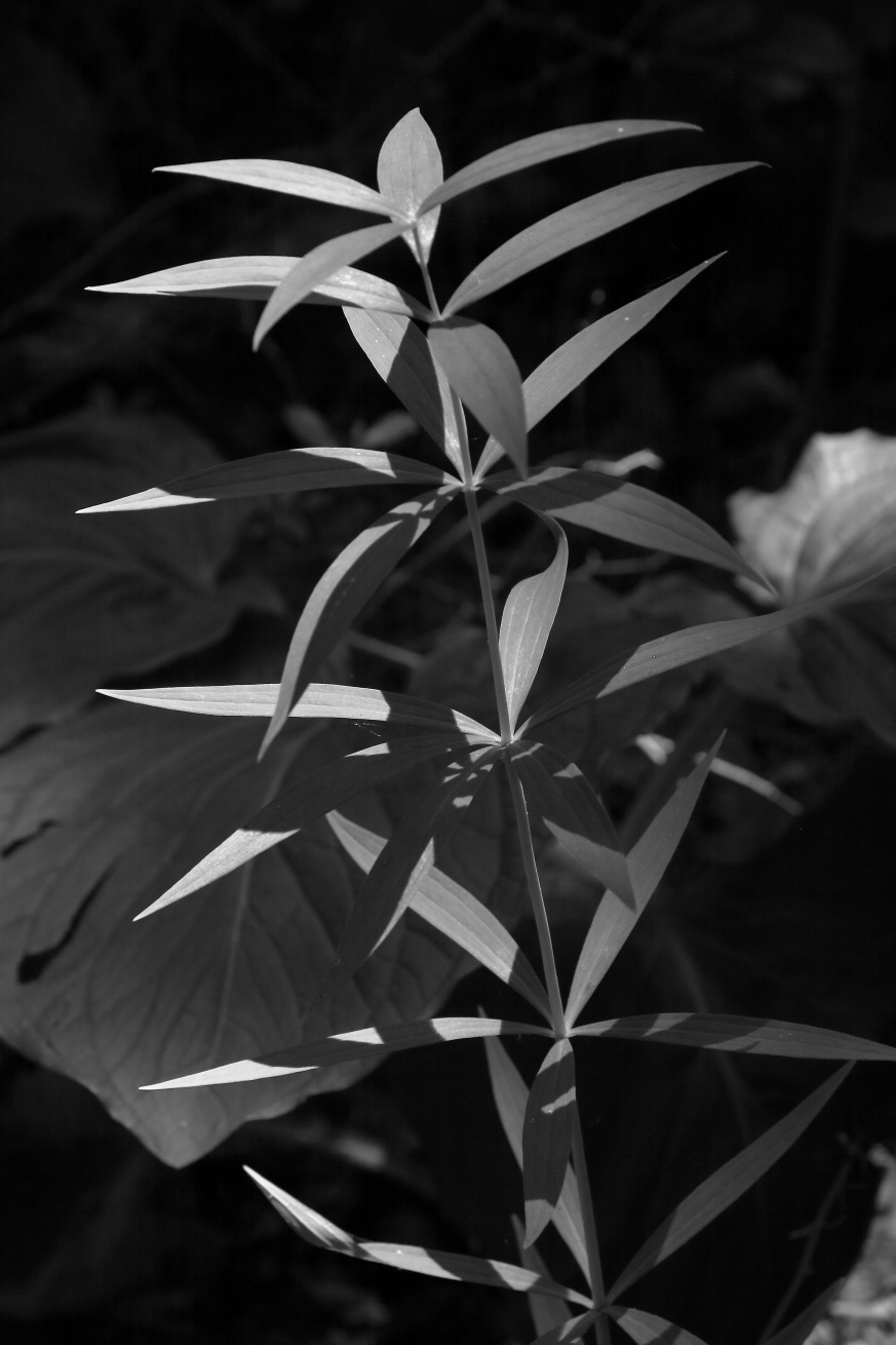 2016 06 29 HTP 26039